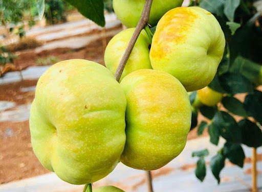 Các loại hồng táo Trung Quốc đang được rao bán tràn ngập chợ Việt.